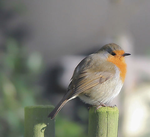 Robin redbreast on a winter's day Love the way I happened to catch the puffing up of the little feathers. It was freezing!!  Erithacus rubecula,European Robin,European robin,Geotagged,Muscicapidae,Passeriformes,United Kingdom,Winter,aves,bird,fauna,robin redbreast,vertebrate