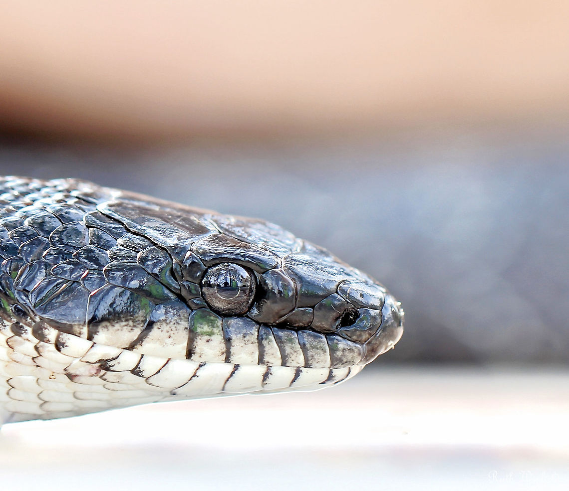 Gray ratsnake profile This individual was around 1.5 m in length.  I like that you can see my lens and friends reflected in the eye, also the beautiful blue tinge to the scales. <br />
<br />
Update...I thought initially this was an eastern rat snake, but after considerable discussion on a herpetology forum (including an extra shot I found that I&#039;ve added here), it&#039;s been agreed that this is a gray ratsnake with variation in postocular scutellation and also due to location of sighting. Who knew?  I am amazed and have so much respect for the knowledge of passionate flora and fauna enthusiasts and professionals.<br />
<br />
<figure class="photo"><a href="https://www.jungledragon.com/image/105255/gray_ratsnake.html" title="Gray ratsnake"><img src="https://s3.amazonaws.com/media.jungledragon.com/images/3314/105255_thumb.jpg?AWSAccessKeyId=05GMT0V3GWVNE7GGM1R2&Expires=1767225610&Signature=42FNnRVYG339wKd9Ij%2B16d1d3ws%3D" width="200" height="70" alt="Gray ratsnake Update...I thought initially this was an eastern rat snake, (see post of Dec 6th), but after considerable discussion on a herpetology forum (including this extra shot I found that I&#039;ve added here), it&#039;s been agreed this is a gray ratsnake with variation in postocular scutellation and also due to location of sighting. Who knew? I am amazed and have so much respect for the knowledge of passionate flora and fauna enthusiasts and professionals.<br />
<br />
1.5 m in length<br />
<br />
https://www.jungledragon.com/image/105169/gray_ratsnake_profile.html Colubridae,Geotagged,Gray ratsnake,Pantherophis spiloides,Squamata,Summer,United States,fauna,pennsylvania,snake,vertebrate" /></a></figure><br />
<br />
 Colubridae,Fauna,Geotagged,Gray ratsnake,Pantherophis spiloides,Reptile,Squamata,Summer,United States,Vertebrate,pennsylvania