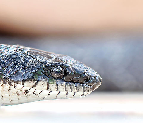 Gray ratsnake profile This individual was around 1.5 m in length.  I like that you can see my lens and friends reflected in the eye, also the beautiful blue tinge to the scales. 

Update...I thought initially this was an eastern rat snake, but after considerable discussion on a herpetology forum (including an extra shot I found that I've added here), it's been agreed that this is a gray ratsnake with variation in postocular scutellation and also due to location of sighting. Who knew?  I am amazed and have so much respect for the knowledge of passionate flora and fauna enthusiasts and professionals.

https://www.jungledragon.com/image/105255/gray_ratsnake.html

 Colubridae,Fauna,Geotagged,Gray ratsnake,Pantherophis spiloides,Reptile,Squamata,Summer,United States,Vertebrate,pennsylvania