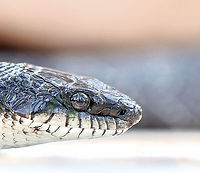 Gray ratsnake profile This individual was around 1.5 m in length. I like that you can see my lens and friends reflected in the eye, also the beautiful blue tinge to the scales. <br />
<br />
Update...I thought initially this was an eastern rat snake, but after considerable discussion on a herpetology forum (including an extra shot I found that I've added here), it's been agreed that this is a gray ratsnake with variation in postocular scutellation and also due to location of sighting. Who knew? I am amazed and have so much respect for the knowledge of passionate flora and fauna enthusiasts and professionals.<br />
<br />
https://www.jungledragon.com/image/105255/gray_ratsnake.html<br />
<br />
Colubridae,Fauna,Geotagged,Gray ratsnake,Pantherophis spiloides,Reptile,Squamata,Summer,United States,Vertebrate,pennsylvania