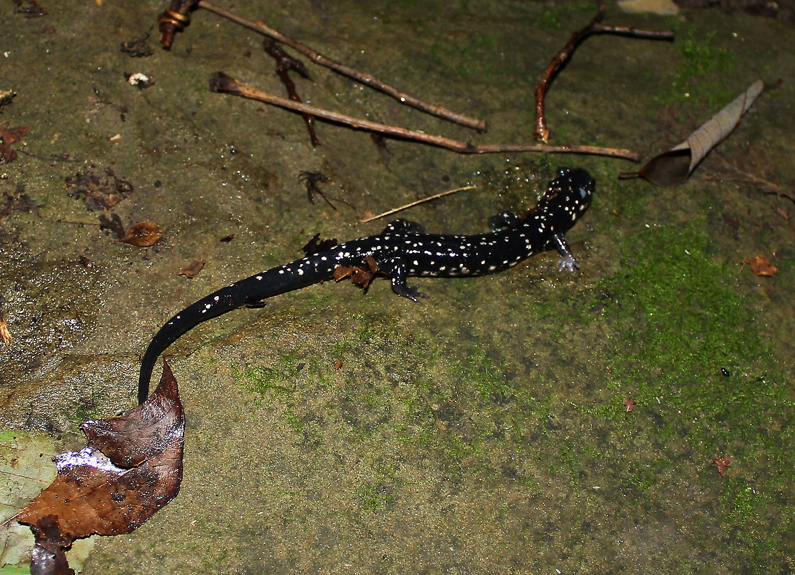 Northern slimy salamander Seen in moist habitat containing leaf litter, stones, fallen branches and close to streams. <br />
<br />
15 cm length Geotagged,Northern slimy salamander,Plethodon glutinosus,Summer,United States,Urodela,fauna,grey-spotted salamander,lungless salamander,pennsylvania,plethodontidae,slippery salamander,vertebrate,viscid salamander