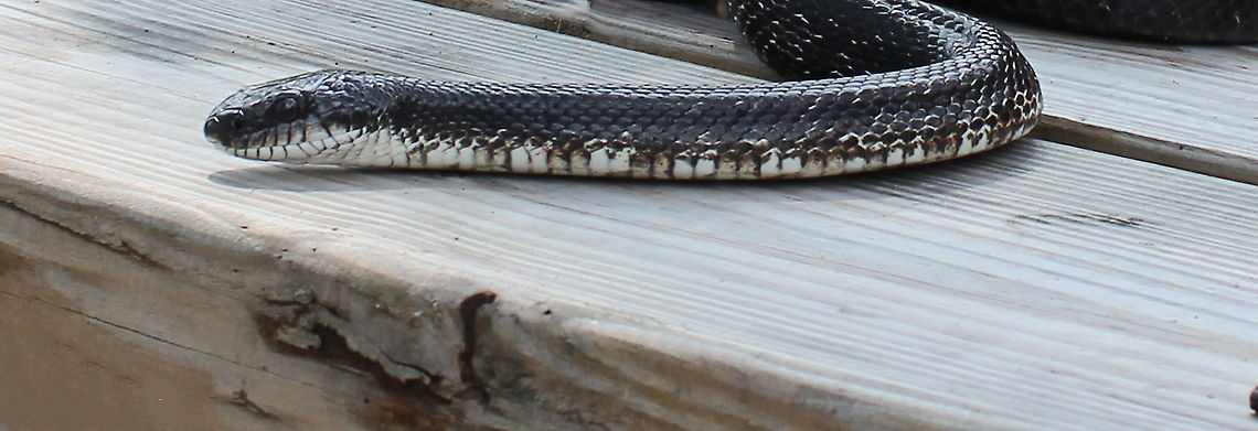 Gray ratsnake Update...I thought initially this was an eastern rat snake, (see post of Dec 6th), but after considerable discussion on a herpetology forum (including this extra shot I found that I&#039;ve added here), it&#039;s been agreed this is a gray ratsnake with variation in postocular scutellation and also due to location of sighting. Who knew? I am amazed and have so much respect for the knowledge of passionate flora and fauna enthusiasts and professionals.<br />
<br />
1.5 m in length<br />
<br />
<figure class="photo"><a href="https://www.jungledragon.com/image/105169/gray_ratsnake_profile.html" title="Gray ratsnake profile"><img src="https://s3.amazonaws.com/media.jungledragon.com/images/3314/105169_thumb.jpg?AWSAccessKeyId=05GMT0V3GWVNE7GGM1R2&Expires=1759968010&Signature=hXCYPTylZCPgOwjDqMK2z%2BChCPc%3D" width="200" height="174" alt="Gray ratsnake profile This individual was around 1.5 m in length.  I like that you can see my lens and friends reflected in the eye, also the beautiful blue tinge to the scales. <br />
<br />
Update...I thought initially this was an eastern rat snake, but after considerable discussion on a herpetology forum (including an extra shot I found that I&#039;ve added here), it&#039;s been agreed that this is a gray ratsnake with variation in postocular scutellation and also due to location of sighting. Who knew?  I am amazed and have so much respect for the knowledge of passionate flora and fauna enthusiasts and professionals.<br />
<br />
https://www.jungledragon.com/image/105255/gray_ratsnake.html<br />
<br />
 Colubridae,Fauna,Geotagged,Gray ratsnake,Pantherophis spiloides,Reptile,Squamata,Summer,United States,Vertebrate,pennsylvania" /></a></figure> Colubridae,Geotagged,Gray ratsnake,Pantherophis spiloides,Squamata,Summer,United States,fauna,pennsylvania,snake,vertebrate