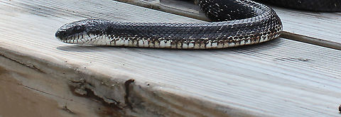 Gray ratsnake Update...I thought initially this was an eastern rat snake, (see post of Dec 6th), but after considerable discussion on a herpetology forum (including this extra shot I found that I've added here), it's been agreed this is a gray ratsnake with variation in postocular scutellation and also due to location of sighting. Who knew? I am amazed and have so much respect for the knowledge of passionate flora and fauna enthusiasts and professionals.

1.5 m in length

https://www.jungledragon.com/image/105169/gray_ratsnake_profile.html Colubridae,Geotagged,Gray ratsnake,Pantherophis spiloides,Squamata,Summer,United States,fauna,pennsylvania,snake,vertebrate
