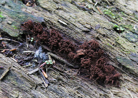 Stemonitis chocolate tube slime First and only time I've come across this most intriguing life form. Not such a clear image, but I hope sufficient detail.  Chocolate tube slime mold,Geotagged,Myxogastria,Spring,Stemonitida,Stemonitidaceae,United States,pennsylvania,slime mold,stemonitis