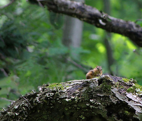 The woods have eyes! Sweet little chipmunk keeping an eye on me.  Eastern chipmunk,Fauna,Geotagged,Rodentia,Sciuridae,Summer,Tamias striatus,United States,pennsylvania,vertebrate