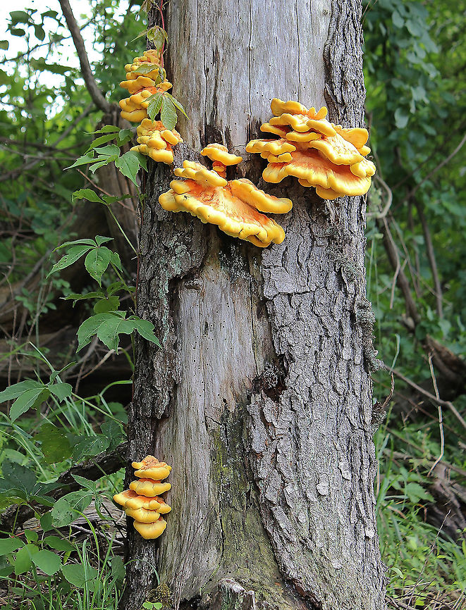 Sulphur shelf fungi What striking fungi for colour and form!   Agaricomycetes,Chicken of the Woods,Fungi,Geotagged,Laetiporus sulphureus,Polyporaceae,Spring,Sulphur shelf,United States,crab of the woods,pennsylvania,polyporales,sulphur polypore