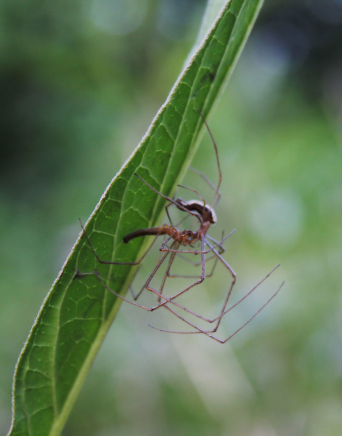 Long-jawed orb weavers mating This pair of long-legged lovers were hard to photograph, their movements so fast....limbs everywhere! This is the only shot I got with decent enough detail, sadly none of the actual coupling.  Arachnid,Araneae,Geotagged,Long-jawed Orb Weaver,Macro,Spring,Tetragnathidae,United States,arthropod,fauna,invertebrate,pennsylvania,spider mating