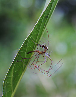 Long-jawed orb weavers mating This pair of long-legged lovers were hard to photograph, their movements so fast....limbs everywhere! This is the only shot I got with decent enough detail, sadly none of the actual coupling.  Arachnid,Araneae,Geotagged,Long-jawed Orb Weaver,Macro,Spring,Tetragnathidae,United States,arthropod,fauna,invertebrate,pennsylvania,spider mating
