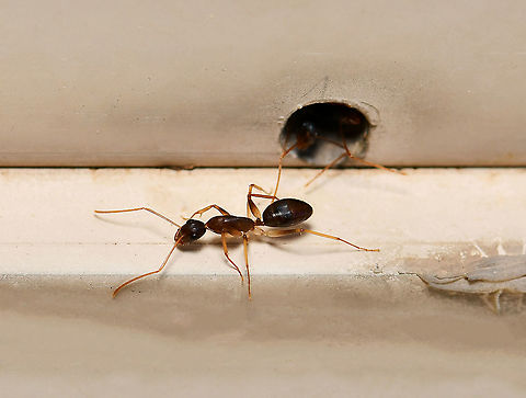 Camponotus sp. ant 10 mm length Australia,Camponotus,Formicidae,Geotagged,Hymenoptera,Macro,Spring,ant,arthropod,fauna,insect,invertebrate,new south wales