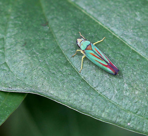 Rhododendron leafhopper I believe this to be Graphocephala fennahi, any ID advice welcome.  Cicadellidae,Cicadellinae,Geotagged,Graphocephala fennahi,Hemiptera,Macro,Rhododendron Leafhopper,Sharpshooter,Summer,United States,arthropod,fauna,insect,invertebrate,pennsylvania