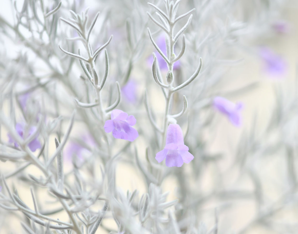 Eremophila nivea It&#039;s important to me that any natives I bring in to the garden are local to this location - but I had to bend my personal rules for Eremophila nivea, endemic to a small area over in the west of the country. <br />
<br />
What&#039;s not to love about this beautiful Australian native? The foliage is silvery and incredibly soft, silky and tactile, the flowers so very pretty. And loved by insects. Unfortunately, listed as endangered in its natural habitat.<br />
<br />
Eremophila is a large genus of 214 species, all endemic to Australia. This species grows to around 1.5 m in height.  Australia,Botany,Eremophila  nivea,Flora,Geotagged,Lamiales,Purple Flowers,Scrophulariaceae,Silky eremophila,Spring,new south wales