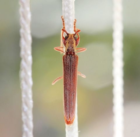 Uracanthus acutus dorsal Dorsal follow up shot. Uracanthus longicorn beetle in repose.
A longicorn beetle that came through an open window and settled on the chord of a cedar blind at a friend's house. Always impressed by the antennae on these characters.

45 mm body length

http://bezbycids.com/byciddb/wdetails.asp?id=19916&w=o

https://www.jungledragon.com/image/72347/uracanthus_logicorn_beetle_in_repose.html


 Arthropod,Australia,Cerambycinae,Coleoptera,Geotagged,Longhorn beetle,Longicorn beetle,Macro,Spring,Uracanthini,Uracanthus acutus,cerambycidae,fauna,insect,invertebrate,new south wales