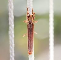 Uracanthus acutus dorsal Dorsal follow up shot. Uracanthus longicorn beetle in repose.<br />
A longicorn beetle that came through an open window and settled on the chord of a cedar blind at a friend's house. Always impressed by the antennae on these characters.<br />
<br />
45 mm body length<br />
<br />
http://bezbycids.com/byciddb/wdetails.asp?id=19916&w=o<br />
<br />
https://www.jungledragon.com/image/72347/uracanthus_logicorn_beetle_in_repose.html<br />
<br />
<br />
Arthropod,Australia,Cerambycinae,Coleoptera,Geotagged,Longhorn beetle,Longicorn beetle,Macro,Spring,Uracanthini,Uracanthus acutus,cerambycidae,fauna,insect,invertebrate,new south wales