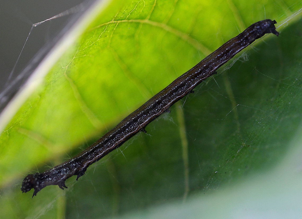 Ailanthus webworm The habitat of its original larval host plants: the paradise trees Simarouba glauca and Simarouba amara is in the region of South Florida and the American tropics (south to Costa Rica). But another tree, commonly known as tree-of-heaven (Ailanthus altissima), originally from China, has been widely introduced and naturalized, and this moth has been able to adapt to this new host plant, giving rise to its common name, the ailanthus webworm.<br />
<br />
<figure class="photo"><a href="https://www.jungledragon.com/image/72710/atteva_aurea.html" title="Atteva aurea"><img src="https://s3.amazonaws.com/media.jungledragon.com/images/3314/72710_thumb.jpg?AWSAccessKeyId=05GMT0V3GWVNE7GGM1R2&Expires=1767225610&Signature=haIjz1cV5Bh0ET9uq%2FFKT26IjV0%3D" width="200" height="174" alt="Atteva aurea The habitat of its original larval host plants: the paradise trees Simarouba glauca and Simarouba amara is in the region of South Florida and the American tropics (south to Costa Rica). But another tree, commonly known as tree-of-heaven (Ailanthus altissima), originally from China, has been widely introduced and naturalized, and this moth has been able to adapt to this new host plant, giving rise to its common name, the ailanthus webworm.<br />
<br />
Wingspan 25 mm. <br />
<br />
https://www.jungledragon.com/image/105548/ailanthus_webworm.html Ailanthus Webworm moth,Atteva aurea,Attevidae,Geotagged,Lepidoptera,Macro,Moth,Summer,United States,insect,invertebrate,markings,pattern,pennsylvania" /></a></figure><br />
<br />
 Ailanthus webworm,Atteva aurea,Attevidae,Fall,Geotagged,Lepidoptera,United States,arthropod,autumn,fauna,insect,invertebrate,macro,pennsylvania