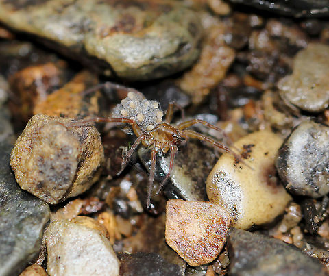 Wolf spider mother and babies This lady was tiny, and I barely had time for this (imperfect) shot before she rushed past me and disappeared with her precious cargo.  Araneae,Geotagged,Lycosidae,Summer,United States,Wolf Spider,arachnid,arthropod,invertebrate,pennsylvania,spider