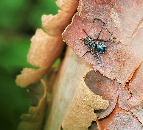 Metallic blue tachinid fly Genus Chlorotachina. 

10 mm in length Australia,Chlorotachina,Diptera,Geotagged,Macro,Summer,Tachinidae,arthropod,bristle fly,fauna,insect,invertebrate,new south wales
