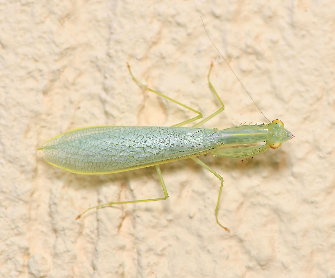 Snake mantis This rarely encountered mantid species is restricted to the east coast of this country. Saying that, I have now spotted three! <br />
<br />
25 mm length<br />
<br />
<figure class="photo"><a href="https://www.jungledragon.com/image/67549/kongobatha_diademata_mantis_nymph.html" title="Kongobatha diademata mantis nymph"><img src="https://s3.amazonaws.com/media.jungledragon.com/images/3314/67549_thumb.jpg?AWSAccessKeyId=05GMT0V3GWVNE7GGM1R2&Expires=1767225610&Signature=B%2BcfMeo7ui4ve97fuSLLHzMBe24%3D" width="200" height="148" alt="Kongobatha diademata mantis nymph An elegant little mantis pre sub-adult juvenile female. The pink eye stripe and mandibles are of special note here. <br />
<br />
25 mm length<br />
<br />
https://www.jungledragon.com/image/86434/snake_mantis_nymph.html<br />
<br />
https://www.jungledragon.com/image/105677/snake_mantis.html Arthropod,Australia,Geotagged,Iridopterygidae,Kongobatha diademata,Macro,Mantodea,Praying mantis,Snake Mantis,Snake mantis,Spring,fauna,insect,invertebrate,nymph" /></a></figure><br />
<br />
<figure class="photo"><a href="https://www.jungledragon.com/image/86434/snake_mantis_nymph.html" title="Snake mantis nymph"><img src="https://s3.amazonaws.com/media.jungledragon.com/images/3314/86434_thumb.jpg?AWSAccessKeyId=05GMT0V3GWVNE7GGM1R2&Expires=1767225610&Signature=Ra9LkrFrTmAtglSZW6ocdR0y3rw%3D" width="200" height="176" alt="Snake mantis nymph This rarely encountered mantis species is restricted to the east coast of this country. Of the two I have found, one was in vegetation and this one was on the house wall which made the spotting just a bit easier! <br />
<br />
NB. Image has been flipped, the nymph was head up and vertical. <br />
<br />
25 mm length<br />
<br />
https://www.jungledragon.com/image/67549/kongobatha_diademata_mantis_nymph.html<br />
<br />
https://www.jungledragon.com/image/105677/snake_mantis.html Australia,Geotagged,Iridopterygidae,Kongobatha diademata,Macro,Mantodea,Snake Mantis,Snake mantis,Spring,arthropod,insect,invertebrate,mantis nymph,new south wales" /></a></figure><br />
<br />
NB. As of 2019, this mantid is now in family Iridopterygidae, moved from Mantidae. My other two sightings need placing in that file as well. I have tagged them as such.   Australia,Geotagged,Insect,Iridopterygidae,Kongobatha diademata,Mantodea,Snake Mantis,Snake mantis,Spring,arthropod,fauna,invertebrate,macro,praying mantis