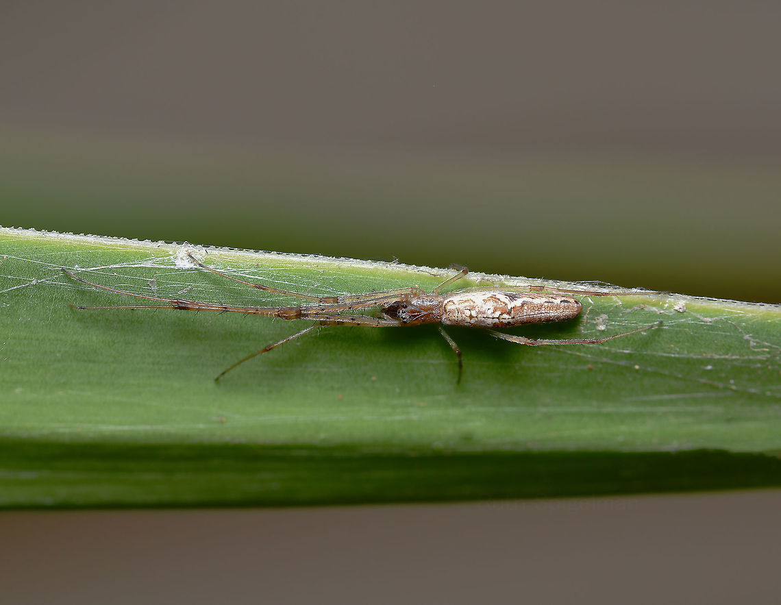 Tetragnatha demissa This species typically builds a small roughly circular web in shrubs, but, like this one here....may also be found lying along twigs, leaves or strands of fencing wire with not much webbing present.<br />
<br />
Female 15 mm body length<br />
<br />
<figure class="photo"><a href="https://www.jungledragon.com/image/104633/tetragnatha_demissa.html" title="Tetragnatha demissa"><img src="https://s3.amazonaws.com/media.jungledragon.com/images/3314/104633_thumb.jpg?AWSAccessKeyId=05GMT0V3GWVNE7GGM1R2&Expires=1767225610&Signature=1w1Z8KzTVv5490cLvTKFDm%2BM0ug%3D" width="144" height="152" alt="Tetragnatha demissa This species of spider typically builds a small roughly circular web in green shrubs, but may also be found lying along dead twigs or strands of fencing wire with not much webbing present.<br />
<br />
Male 10 mm body length<br />
<br />
https://www.jungledragon.com/image/105754/tetragnatha_demissa.html Arachnid,Araneae,Australia,Geotagged,Invertebrate,Long-jawed Orb Weaver,Macro,Spider,Spring,Tetragnatha demissa,Tetragnathidae,arthropod,new south wales" /></a></figure> Araneae,Australia,Crouching Long-jawed Spider,Geotagged,Long-jawed Orb Weaver,Tetragnatha demissa,Tetragnathidae,arachnid,arthropod,fauna,invertebrate,macro,new south wales,spider,summer