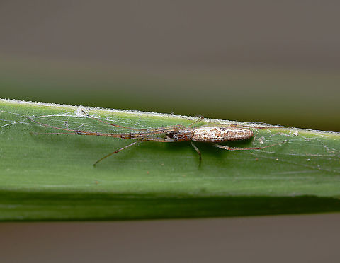 Tetragnatha demissa This species typically builds a small roughly circular web in shrubs, but, like this one here....may also be found lying along twigs, leaves or strands of fencing wire with not much webbing present.

Female 15 mm body length

https://www.jungledragon.com/image/104633/tetragnatha_demissa.html Araneae,Australia,Crouching Long-jawed Spider,Geotagged,Long-jawed Orb Weaver,Tetragnatha demissa,Tetragnathidae,arachnid,arthropod,fauna,invertebrate,macro,new south wales,spider,summer