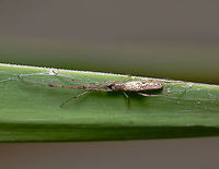 Tetragnatha demissa This species typically builds a small roughly circular web in shrubs, but, like this one here....may also be found lying along twigs, leaves or strands of fencing wire with not much webbing present.<br />
<br />
Female 15 mm body length<br />
<br />
https://www.jungledragon.com/image/104633/tetragnatha_demissa.html Araneae,Australia,Crouching Long-jawed Spider,Geotagged,Long-jawed Orb Weaver,Tetragnatha demissa,Tetragnathidae,arachnid,arthropod,fauna,invertebrate,macro,new south wales,spider,summer