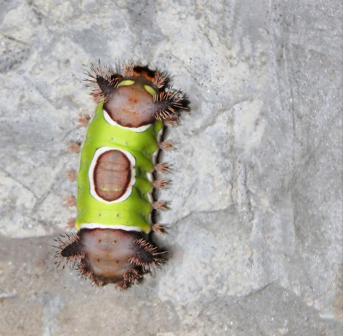 Saddleback larva on slate I decided to image this saddleback larva on a nearby piece of slate, (my practice 99% of the time to not interfere with organisms). Possibly not the best choice for a spontaneous artistic urge given the urticating hairs and irritating venom. But we both went our ways unharmed. <br />
<br />
20 mm length  Acharia stimulea,Geotagged,Lepidoptera,Limacodidae,Macro,Saddleback Caterpillar,Summer,United States,arthropod,fauna,insect,invertebrate,pennsylvania