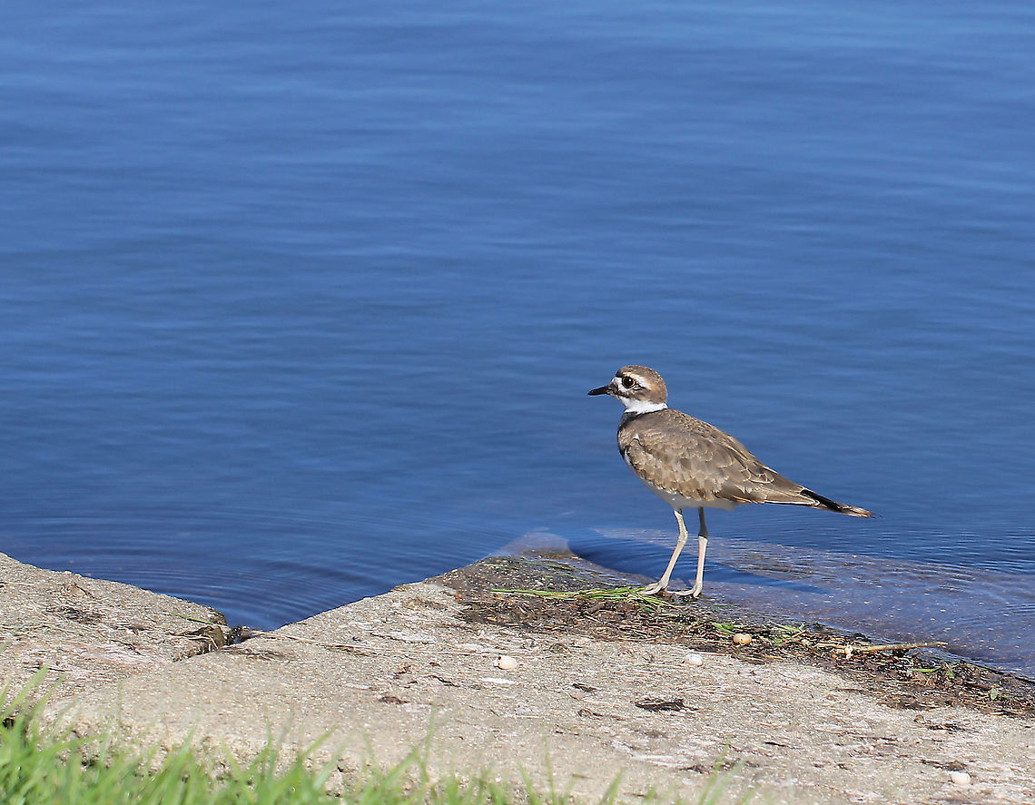 Killdeer 25 cm length<br />
<br />
<figure class="photo"><a href="https://www.jungledragon.com/image/85079/killdeer_begins_diversionary_display.html" title="Killdeer begins diversionary display"><img src="https://s3.amazonaws.com/media.jungledragon.com/images/3314/85079_thumb.jpg?AWSAccessKeyId=05GMT0V3GWVNE7GGM1R2&Expires=1763596810&Signature=hd%2BlL%2FZCXH1ajSuHNUN2QdTxwr8%3D" width="200" height="142" alt="Killdeer begins diversionary display A mother killdeer exhibiting paratrepsis, a  form of distraction and diversionary behaviour. <br />
<br />
She raises her wing, then walks away from the nest dragging it to her side as if injured, in the hopes the potential predator (me!), will follow her as an easy meal instead of taking the eggs/chicks. Then if needed, she takes off in to the air for a safe escape. <br />
<br />
One of her little eggs can be seen poking out from beneath her chest. <br />
<br />
https://www.jungledragon.com/image/105793/img_7907.html Charadriidae,Charadriiformes,Charadrius vociferus,Geotagged,Killdeer,Paratrepsis,Summer,United States,Vertebrate,bird,fauna,pennsylvania" /></a></figure> Aves,Charadriidae,Charadriiformes,Charadrius vociferus,Fall,Geotagged,Killdeer,United States,bird,pennsylvania,vertebrate