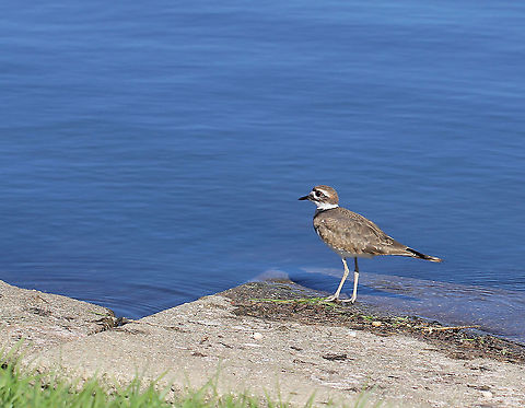 Killdeer 25 cm length

https://www.jungledragon.com/image/85079/killdeer_begins_diversionary_display.html Aves,Charadriidae,Charadriiformes,Charadrius vociferus,Fall,Geotagged,Killdeer,United States,bird,pennsylvania,vertebrate