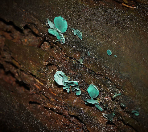 Chlorociboria aeruginascens Commonly known as green wood cup or green elf cup. These fruiting bodies were up to 6 mm in diameter.  Chlorociboria aeruginascens,Fall,Fungi,Geotagged,Green elf cup,Green elfcup,Green wood cup,Helotiaceae,Helotiales,Leotiomycetes,Macro,United States,pennsylvania