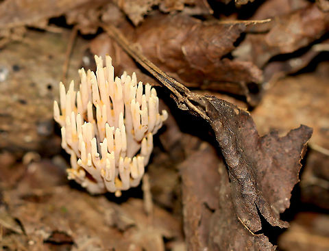 Coral fungi I believe this is genus Ramaria. Any advice welcome.  Fungi,Geotagged,Gomphaceae,Macro,Ramaria sp.,Summer,United States,coral fungi,pennsylvania