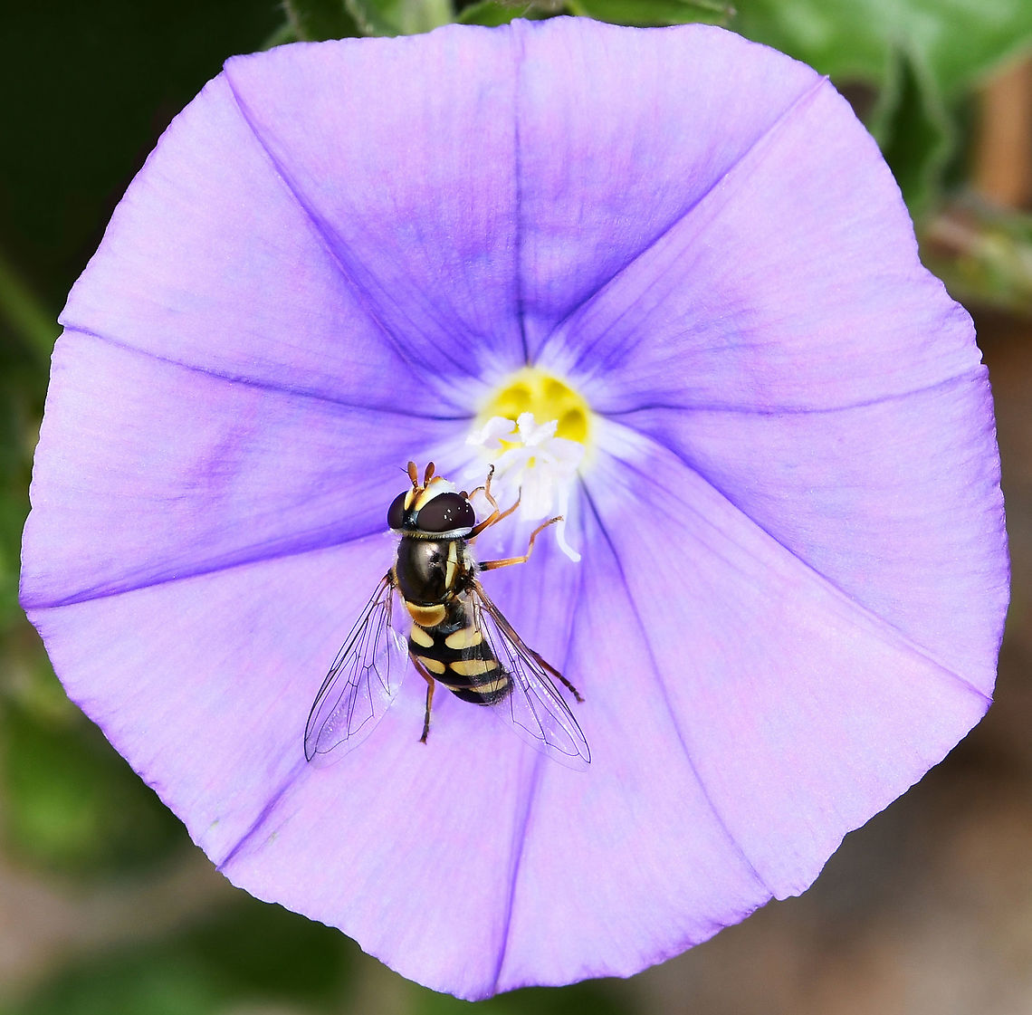 Syrphid fly on Convolvulus sp. One of our native Syrphid flies (commonly called hover flies or flower flies). <br />
<br />
Flower diameter 3 cm.  Australia,Convolvulus,Diptera,Flower Fly,Geotagged,Spring,Syrphidae,arthropod,fauna,hover fly,insect,invertebrate,macro,new south wales,purple flower