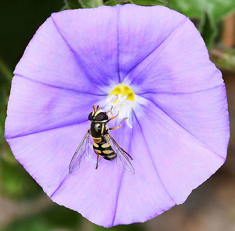 Syrphid fly on Convolvulus sp. One of our native Syrphid flies (commonly called hover flies or flower flies). 

Flower diameter 3 cm.  Australia,Convolvulus,Diptera,Flower Fly,Geotagged,Spring,Syrphidae,arthropod,fauna,hover fly,insect,invertebrate,macro,new south wales,purple flower
