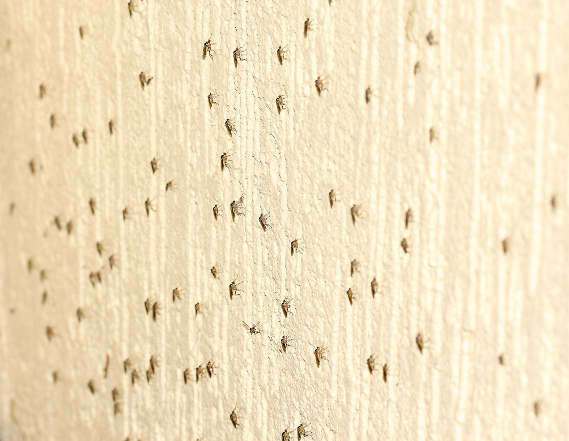 Dance fly congregation Some in family Hybotidae are predators that run around on the bark of trees in complex patterns, hence the common name. <br />
<br />
Very small flies, no more than 10 mm body length Australia,Diptera,Empidoidea,Geotagged,Hoplopeza pulcherrima,Hybotidae,Spring,arthropod,dance fly,fauna,insect,invertebrate,macro,new south wales