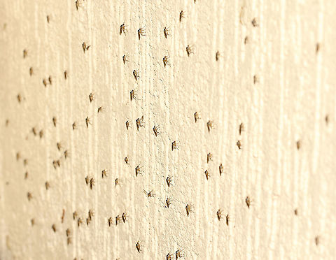 Dance fly congregation Some in family Hybotidae are predators that run around on the bark of trees in complex patterns, hence the common name. 

Very small flies, no more than 10 mm body length Australia,Diptera,Empidoidea,Geotagged,Hoplopeza pulcherrima,Hybotidae,Spring,arthropod,dance fly,fauna,insect,invertebrate,macro,new south wales