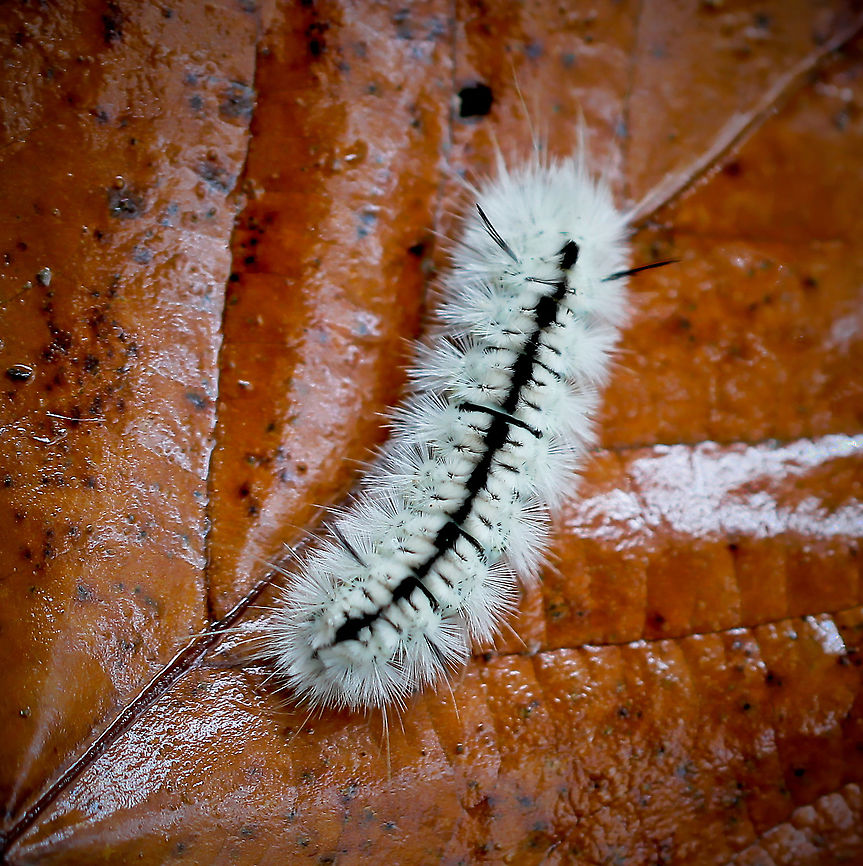 Hickory tussock moth larva Fuzzy, white and black caterpillars. The hairs may irritate the skin of people sensitive to them. Found primarily in northeastern North America.<br />
<br />
35 mm length Caterpillar,Fall,Geotagged,Hickory tussock moth,Lepidoptera,Lophocampa caryae,United States,arthropod,erebidae,fauna,insect,invertebrate,macro,pennsylvania
