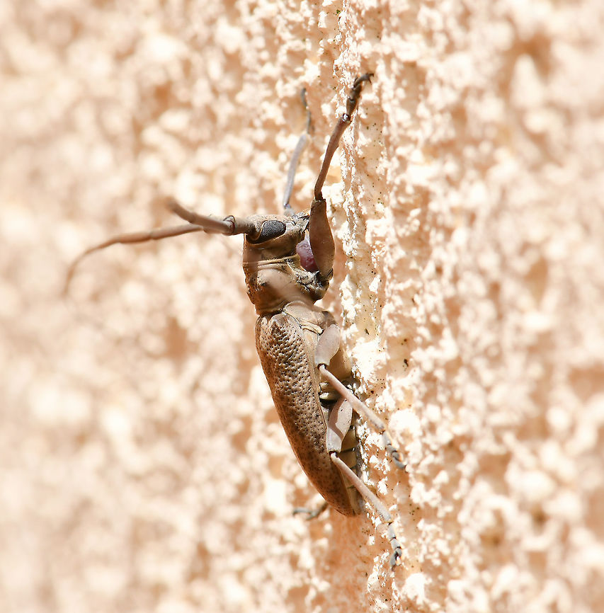 Acalolepta sp. lateral Acalolepta is distributed from Japan, China through Southeast Asia to New Guinea, many Pacific Islands and here in Australia there are 15 species.<br />
<br />
This specimen was 25 mm body length. Each antenna was an impressive 53 mm from the head joint to the tip. This larger size indicates a female.<br />
<br />
In a natural setting, these have been seen on rubber trees Ficus elastica.<br />
<br />
<figure class="photo"><a href="https://www.jungledragon.com/image/106069/acalolepta_sp._longhorn_dorsal.html" title="Acalolepta sp. longhorn dorsal"><img src="https://s3.amazonaws.com/media.jungledragon.com/images/3314/106069_thumb.jpg?AWSAccessKeyId=05GMT0V3GWVNE7GGM1R2&Expires=1769040010&Signature=i3mJyE06C%2F1rxMwZBLl2gnyWR3U%3D" width="200" height="142" alt="Acalolepta sp. longhorn dorsal Acalolepta is distributed from Japan, China through Southeast Asia to New Guinea, many Pacific Islands and here in Australia there are 15 species. <br />
<br />
This specimen was 25 mm body length. Each antenna was an impressive 53 mm from the head joint to the tip. This larger size indicates a female. <br />
<br />
In a natural setting, these have been seen on rubber trees Ficus elastica. <br />
<br />
https://www.jungledragon.com/image/106066/acalolepta_sp._lateral.html<br />
<br />
https://www.jungledragon.com/image/106067/acalolepta_sp._latero-facial.html<br />
<br />
<br />
 Acalolepta,Australia,Coleoptera,Geotagged,Lamiinae,Longicorn beetle,Monochamini,Summer,arthropod,cerambycidae,fauna,flat-faced longhorn beetle,insect,invertebrate,macro,new south wales" /></a></figure><br />
<br />
<figure class="photo"><a href="https://www.jungledragon.com/image/106067/acalolepta_sp._latero-facial.html" title="Acalolepta sp. latero-facial"><img src="https://s3.amazonaws.com/media.jungledragon.com/images/3314/106067_thumb.jpg?AWSAccessKeyId=05GMT0V3GWVNE7GGM1R2&Expires=1769040010&Signature=p3azDCE1bfytJjZQM8GqKW2kCdE%3D" width="146" height="152" alt="Acalolepta sp. latero-facial Acalolepta is distributed from Japan, China through Southeast Asia to New Guinea, many Pacific Islands and here in Australia there are 15 species.<br />
<br />
This specimen was 25 mm body length. Each antenna was an impressive 53 mm from the head joint to the tip. This larger size indicates a female.<br />
<br />
In a natural setting, these have been seen on rubber trees Ficus elastica.<br />
<br />
https://www.jungledragon.com/image/106069/acalolepta_sp._longhorn_dorsal.html<br />
<br />
https://www.jungledragon.com/image/106066/acalolepta_sp._lateral.html Acalolepta,Australia,Coleoptera,Geotagged,Lamiinae,Longicorn beetle,Monochamini,Summer,arthropod,cerambycidae,fauna,flat-faced longhorn beetle,insect,invertebrate,macro,new south wales" /></a></figure> Acalolepta,Australia,Coleoptera,Geotagged,Lamiinae,Longicorn beetle,Monochamini,Summer,arthropod,cerambycidae,fauna,flat-faced longhorn beetle,insect,invertebrate,macro,new south wales