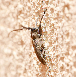 Acalolepta sp. lateral Acalolepta is distributed from Japan, China through Southeast Asia to New Guinea, many Pacific Islands and here in Australia there are 15 species.

This specimen was 25 mm body length. Each antenna was an impressive 53 mm from the head joint to the tip. This larger size indicates a female.

In a natural setting, these have been seen on rubber trees Ficus elastica.

https://www.jungledragon.com/image/106069/acalolepta_sp._longhorn_dorsal.html

https://www.jungledragon.com/image/106067/acalolepta_sp._latero-facial.html Acalolepta,Australia,Coleoptera,Geotagged,Lamiinae,Longicorn beetle,Monochamini,Summer,arthropod,cerambycidae,fauna,flat-faced longhorn beetle,insect,invertebrate,macro,new south wales
