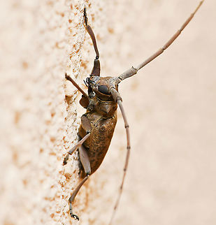 Acalolepta sp. latero-facial Acalolepta is distributed from Japan, China through Southeast Asia to New Guinea, many Pacific Islands and here in Australia there are 15 species.

This specimen was 25 mm body length. Each antenna was an impressive 53 mm from the head joint to the tip. This larger size indicates a female.

In a natural setting, these have been seen on rubber trees Ficus elastica.

https://www.jungledragon.com/image/106069/acalolepta_sp._longhorn_dorsal.html

https://www.jungledragon.com/image/106066/acalolepta_sp._lateral.html Acalolepta,Australia,Coleoptera,Geotagged,Lamiinae,Longicorn beetle,Monochamini,Summer,arthropod,cerambycidae,fauna,flat-faced longhorn beetle,insect,invertebrate,macro,new south wales