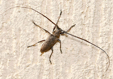 Acalolepta sp. longhorn dorsal Acalolepta is distributed from Japan, China through Southeast Asia to New Guinea, many Pacific Islands and here in Australia there are 15 species. 

This specimen was 25 mm body length. Each antenna was an impressive 53 mm from the head joint to the tip. This larger size indicates a female. 

In a natural setting, these have been seen on rubber trees Ficus elastica. 

https://www.jungledragon.com/image/106066/acalolepta_sp._lateral.html

https://www.jungledragon.com/image/106067/acalolepta_sp._latero-facial.html


 Acalolepta,Australia,Coleoptera,Geotagged,Lamiinae,Longicorn beetle,Monochamini,Summer,arthropod,cerambycidae,fauna,flat-faced longhorn beetle,insect,invertebrate,macro,new south wales