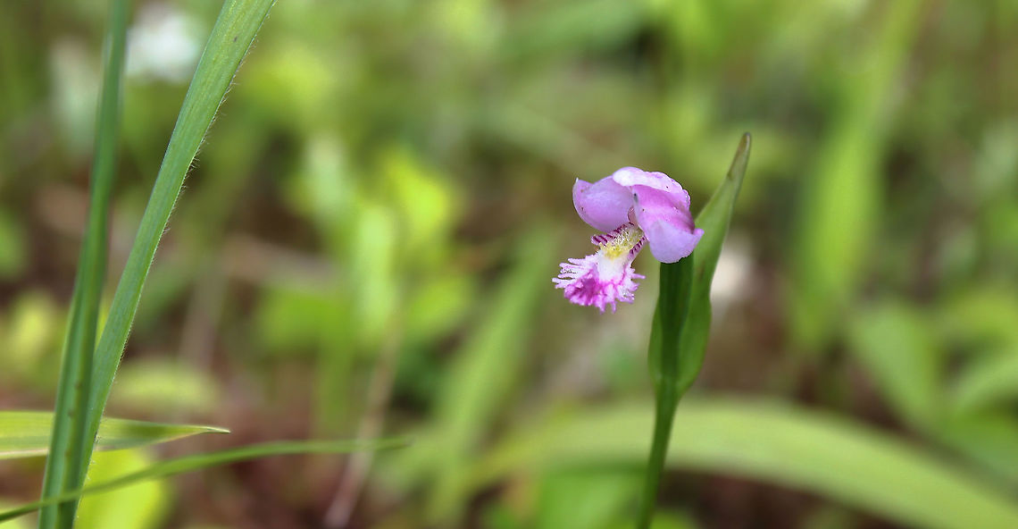 Rose pogonia orchid NB. Unfortunately, I cannot remember the exact location for this sighting, other than south-west Pennsylvania - a general place-pointer has been set. It was a boggy meadow habitat.<br />
<br />
It can be distinguished from other species with similar flowers (such as Calopogon tuberosus or Arethusa bulbosa), by its bearded labellum. Pogonia ophioglossoides is considered globally secure, although it is rare or vulnerable throughout much of its range. <br />
<br />
Labellum length 20 mm. 40 cm in height. <br />
Asparagales,Flora,Geotagged,Orchidaceae,Pogonia ophioglossoides,Rose pogonia,Snakemouth orchid,Summer,United States,Vanilloideae,botany,pennsylvania,pink flower