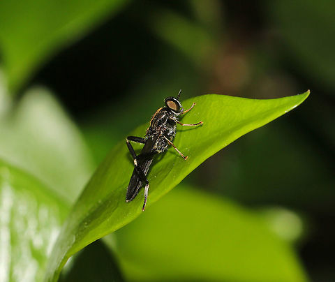 Exaireta spinigera This fly resemble wasps in the subfamily Sphecinae.

Body length 15 mm Australia,Beridinae,Diptera,Exaireta spinigera,Garden soldier fly,Geotagged,Macro,Spring,arthropod,fauna,insect,invertebrate,new south wales,stratiomyidae