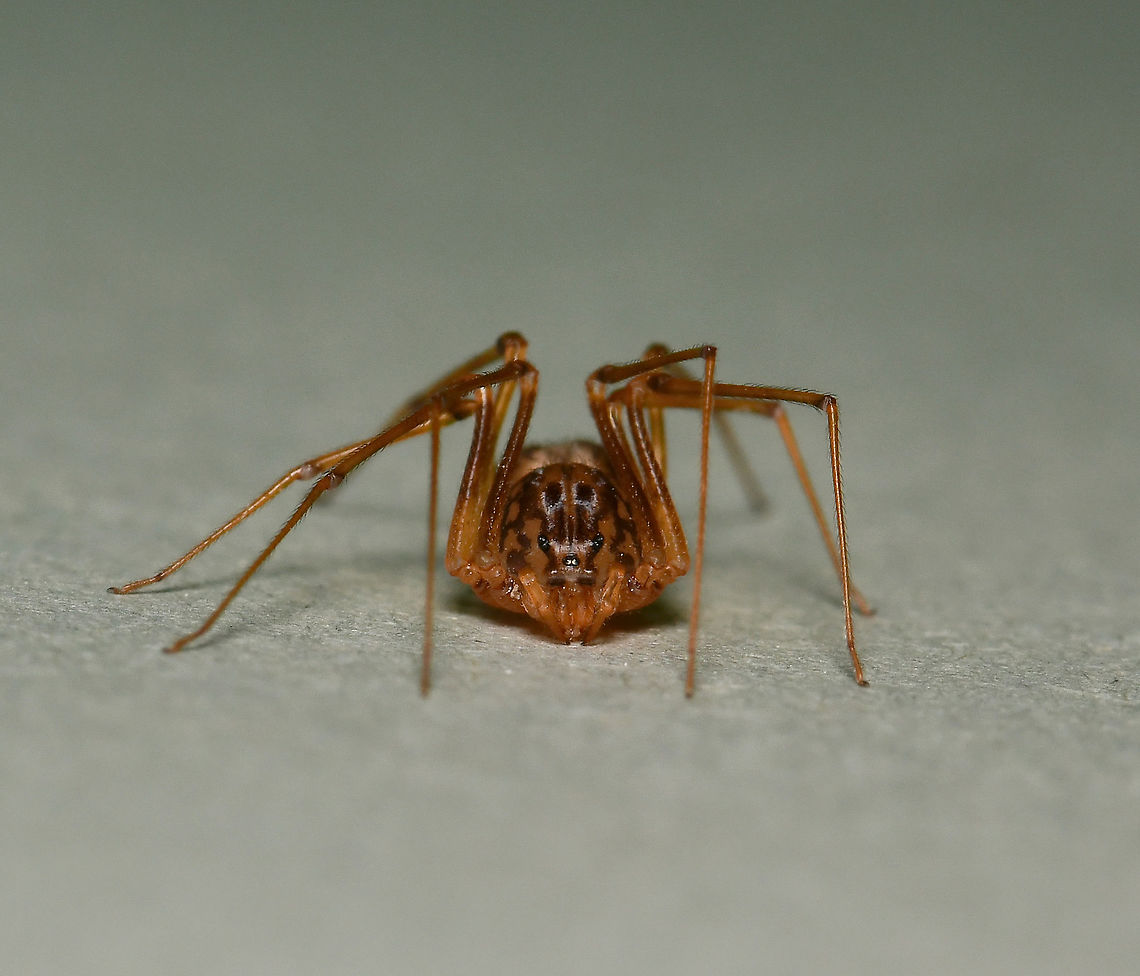 Spitting spider anterior The spitting spiders belong to the family of six-eyed spiders, Scytodidae which are haplogynae (they lack hardened, sclerotized, female genitalia) and stand out as unique among the spider population, not just for uniquely having the six eyes. Contrary to most spiders, its head-breast part is larger than its abdomen. The chelicerae (fangs), are extremely small but from them venom coated silk is released at incredible speed to coat the prey.<br />
<br />
I believe this is Scytodes thoracica, but will do more research before tagging.<br />
<br />
Female, body length 5 mm<br />
<br />
<figure class="photo"><a href="https://www.jungledragon.com/image/106232/spitting_spider_dorsal.html" title="Spitting spider dorsal"><img src="https://s3.amazonaws.com/media.jungledragon.com/images/3314/106232_thumb.jpg?AWSAccessKeyId=05GMT0V3GWVNE7GGM1R2&Expires=1759968010&Signature=8H6fx3zB34raxrtaOOu8X%2FOu7TM%3D" width="150" height="152" alt="Spitting spider dorsal The spitting spiders belong to the family of six-eyed spiders, Scytodidae which are haplogynae (they lack hardened, sclerotized, female genitalia) and stand out as unique among the spider population, not just for uniquely having the six eyes. Contrary to most spiders, its head-breast part is larger than its abdomen. The chelicerae (fangs), are extremely small but from them venom coated silk is released at incredible speed to coat the prey.<br />
<br />
I believe this is Scytodes thoracica, but will do more research before tagging.<br />
<br />
Female, body length 5 mm<br />
<br />
https://www.jungledragon.com/image/106231/spitting_spider_lateral.html<br />
<br />
https://www.jungledragon.com/image/106230/spitting_spider_anterior.html Araneae,Australia,Geotagged,Haplogynae,Scytodidae,Summer,arachnid,arthropod,fauna,invertebrate,macro,new south wales,spitting spider" /></a></figure><br />
<br />
<figure class="photo"><a href="https://www.jungledragon.com/image/106231/spitting_spider_lateral.html" title="Spitting spider lateral"><img src="https://s3.amazonaws.com/media.jungledragon.com/images/3314/106231_thumb.jpg?AWSAccessKeyId=05GMT0V3GWVNE7GGM1R2&Expires=1759968010&Signature=jyfm2%2BU8FtRZNGiEfSi4tgN%2FXtQ%3D" width="200" height="154" alt="Spitting spider lateral The spitting spiders belong to the family of six-eyed spiders, Scytodidae which are haplogynae (they lack hardened, sclerotized, female genitalia) and stand out as unique among the spider population, not just for uniquely having the six eyes. Contrary to most spiders, its head-breast part is larger than its abdomen. The chelicerae (fangs), are extremely small but from them venom coated silk is released at incredible speed to coat the prey. <br />
<br />
I believe this is Scytodes thoracica, but will do more research before tagging.<br />
<br />
Female, body length 5 mm<br />
<br />
https://www.jungledragon.com/image/106232/spitting_spider_dorsal.html<br />
<br />
https://www.jungledragon.com/image/106230/spitting_spider_anterior.html<br />
<br />
<br />
 Araneae,Australia,Geotagged,Scytodidae,Summer,arachnid,arthropod,haplogynae,invertebrate,macro.fauna.new south wales,spitting spider" /></a></figure> Araneae,Australia,Geotagged,Haplogynae,Scytodidae,Summer,arachnid,arthropod,fauna,invertebrate,macro,new south wales,spitting spider