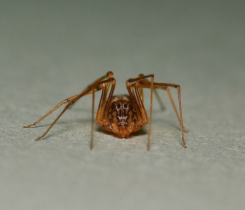 Spitting spider anterior The spitting spiders belong to the family of six-eyed spiders, Scytodidae which are haplogynae (they lack hardened, sclerotized, female genitalia) and stand out as unique among the spider population, not just for uniquely having the six eyes. Contrary to most spiders, its head-breast part is larger than its abdomen. The chelicerae (fangs), are extremely small but from them venom coated silk is released at incredible speed to coat the prey.

I believe this is Scytodes thoracica, but will do more research before tagging.

Female, body length 5 mm

https://www.jungledragon.com/image/106232/spitting_spider_dorsal.html

https://www.jungledragon.com/image/106231/spitting_spider_lateral.html Araneae,Australia,Geotagged,Haplogynae,Scytodidae,Summer,arachnid,arthropod,fauna,invertebrate,macro,new south wales,spitting spider