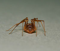 Spitting spider anterior The spitting spiders belong to the family of six-eyed spiders, Scytodidae which are haplogynae (they lack hardened, sclerotized, female genitalia) and stand out as unique among the spider population, not just for uniquely having the six eyes. Contrary to most spiders, its head-breast part is larger than its abdomen. The chelicerae (fangs), are extremely small but from them venom coated silk is released at incredible speed to coat the prey.<br />
<br />
I believe this is Scytodes thoracica, but will do more research before tagging.<br />
<br />
Female, body length 5 mm<br />
<br />
https://www.jungledragon.com/image/106232/spitting_spider_dorsal.html<br />
<br />
https://www.jungledragon.com/image/106231/spitting_spider_lateral.html Araneae,Australia,Geotagged,Haplogynae,Scytodidae,Summer,arachnid,arthropod,fauna,invertebrate,macro,new south wales,spitting spider