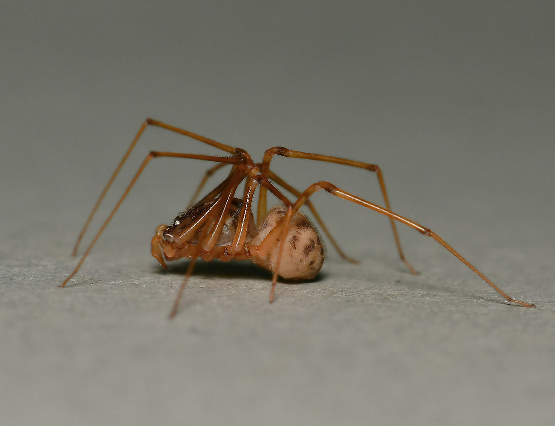Spitting spider lateral The spitting spiders belong to the family of six-eyed spiders, Scytodidae which are haplogynae (they lack hardened, sclerotized, female genitalia) and stand out as unique among the spider population, not just for uniquely having the six eyes. Contrary to most spiders, its head-breast part is larger than its abdomen. The chelicerae (fangs), are extremely small but from them venom coated silk is released at incredible speed to coat the prey. <br />
<br />
I believe this is Scytodes thoracica, but will do more research before tagging.<br />
<br />
Female, body length 5 mm<br />
<br />
<figure class="photo"><a href="https://www.jungledragon.com/image/106232/spitting_spider_dorsal.html" title="Spitting spider dorsal"><img src="https://s3.amazonaws.com/media.jungledragon.com/images/3314/106232_thumb.jpg?AWSAccessKeyId=05GMT0V3GWVNE7GGM1R2&Expires=1759968010&Signature=8H6fx3zB34raxrtaOOu8X%2FOu7TM%3D" width="150" height="152" alt="Spitting spider dorsal The spitting spiders belong to the family of six-eyed spiders, Scytodidae which are haplogynae (they lack hardened, sclerotized, female genitalia) and stand out as unique among the spider population, not just for uniquely having the six eyes. Contrary to most spiders, its head-breast part is larger than its abdomen. The chelicerae (fangs), are extremely small but from them venom coated silk is released at incredible speed to coat the prey.<br />
<br />
I believe this is Scytodes thoracica, but will do more research before tagging.<br />
<br />
Female, body length 5 mm<br />
<br />
https://www.jungledragon.com/image/106231/spitting_spider_lateral.html<br />
<br />
https://www.jungledragon.com/image/106230/spitting_spider_anterior.html Araneae,Australia,Geotagged,Haplogynae,Scytodidae,Summer,arachnid,arthropod,fauna,invertebrate,macro,new south wales,spitting spider" /></a></figure><br />
<br />
<figure class="photo"><a href="https://www.jungledragon.com/image/106230/spitting_spider_anterior.html" title="Spitting spider anterior"><img src="https://s3.amazonaws.com/media.jungledragon.com/images/3314/106230_thumb.jpg?AWSAccessKeyId=05GMT0V3GWVNE7GGM1R2&Expires=1759968010&Signature=%2FPXYUe5uY%2F%2FC5Fo8%2FYnO98wFGLM%3D" width="200" height="172" alt="Spitting spider anterior The spitting spiders belong to the family of six-eyed spiders, Scytodidae which are haplogynae (they lack hardened, sclerotized, female genitalia) and stand out as unique among the spider population, not just for uniquely having the six eyes. Contrary to most spiders, its head-breast part is larger than its abdomen. The chelicerae (fangs), are extremely small but from them venom coated silk is released at incredible speed to coat the prey.<br />
<br />
I believe this is Scytodes thoracica, but will do more research before tagging.<br />
<br />
Female, body length 5 mm<br />
<br />
https://www.jungledragon.com/image/106232/spitting_spider_dorsal.html<br />
<br />
https://www.jungledragon.com/image/106231/spitting_spider_lateral.html Araneae,Australia,Geotagged,Haplogynae,Scytodidae,Summer,arachnid,arthropod,fauna,invertebrate,macro,new south wales,spitting spider" /></a></figure><br />
<br />
<br />
Araneae,Australia,Geotagged,Scytodidae,Summer,arachnid,arthropod,haplogynae,invertebrate,macro.fauna.new south wales,spitting spider