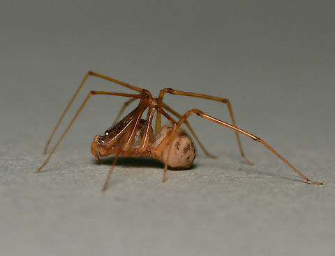 Spitting spider lateral The spitting spiders belong to the family of six-eyed spiders, Scytodidae which are haplogynae (they lack hardened, sclerotized, female genitalia) and stand out as unique among the spider population, not just for uniquely having the six eyes. Contrary to most spiders, its head-breast part is larger than its abdomen. The chelicerae (fangs), are extremely small but from them venom coated silk is released at incredible speed to coat the prey. 

I believe this is Scytodes thoracica, but will do more research before tagging.

Female, body length 5 mm

https://www.jungledragon.com/image/106232/spitting_spider_dorsal.html

https://www.jungledragon.com/image/106230/spitting_spider_anterior.html


 Araneae,Australia,Geotagged,Scytodidae,Summer,arachnid,arthropod,haplogynae,invertebrate,macro.fauna.new south wales,spitting spider