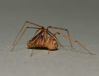 Spitting spider lateral The spitting spiders belong to the family of six-eyed spiders, Scytodidae which are haplogynae (they lack hardened, sclerotized, female genitalia) and stand out as unique among the spider population, not just for uniquely having the six eyes. Contrary to most spiders, its head-breast part is larger than its abdomen. The chelicerae (fangs), are extremely small but from them venom coated silk is released at incredible speed to coat the prey. <br />
<br />
I believe this is Scytodes thoracica, but will do more research before tagging.<br />
<br />
Female, body length 5 mm<br />
<br />
https://www.jungledragon.com/image/106232/spitting_spider_dorsal.html<br />
<br />
https://www.jungledragon.com/image/106230/spitting_spider_anterior.html<br />
<br />
<br />
Araneae,Australia,Geotagged,Scytodidae,Summer,arachnid,arthropod,haplogynae,invertebrate,macro.fauna.new south wales,spitting spider