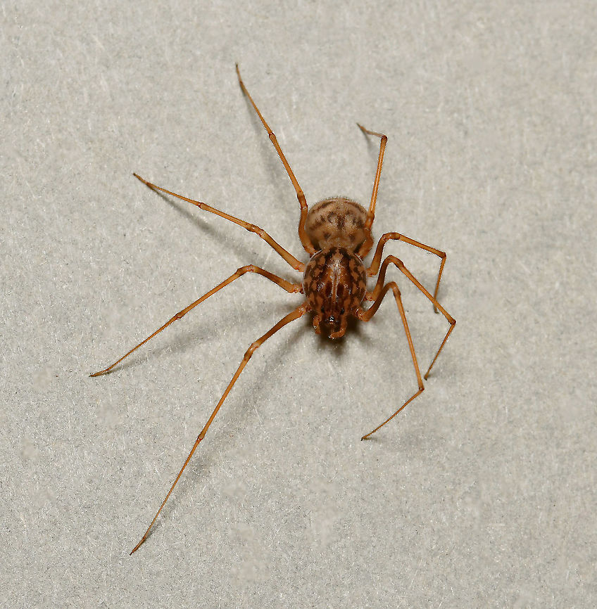 Spitting spider dorsal The spitting spiders belong to the family of six-eyed spiders, Scytodidae which are haplogynae (they lack hardened, sclerotized, female genitalia) and stand out as unique among the spider population, not just for uniquely having the six eyes. Contrary to most spiders, its head-breast part is larger than its abdomen. The chelicerae (fangs), are extremely small but from them venom coated silk is released at incredible speed to coat the prey.<br />
<br />
I believe this is Scytodes thoracica, but will do more research before tagging.<br />
<br />
Female, body length 5 mm<br />
<br />
<figure class="photo"><a href="https://www.jungledragon.com/image/106231/spitting_spider_lateral.html" title="Spitting spider lateral"><img src="https://s3.amazonaws.com/media.jungledragon.com/images/3314/106231_thumb.jpg?AWSAccessKeyId=05GMT0V3GWVNE7GGM1R2&Expires=1763596810&Signature=QGVsV1Dkj6mxtzvy8reiEzYzWOA%3D" width="200" height="154" alt="Spitting spider lateral The spitting spiders belong to the family of six-eyed spiders, Scytodidae which are haplogynae (they lack hardened, sclerotized, female genitalia) and stand out as unique among the spider population, not just for uniquely having the six eyes. Contrary to most spiders, its head-breast part is larger than its abdomen. The chelicerae (fangs), are extremely small but from them venom coated silk is released at incredible speed to coat the prey. <br />
<br />
I believe this is Scytodes thoracica, but will do more research before tagging.<br />
<br />
Female, body length 5 mm<br />
<br />
https://www.jungledragon.com/image/106232/spitting_spider_dorsal.html<br />
<br />
https://www.jungledragon.com/image/106230/spitting_spider_anterior.html<br />
<br />
<br />
Araneae,Australia,Geotagged,Scytodidae,Summer,arachnid,arthropod,haplogynae,invertebrate,macro.fauna.new south wales,spitting spider" /></a></figure><br />
<br />
<figure class="photo"><a href="https://www.jungledragon.com/image/106230/spitting_spider_anterior.html" title="Spitting spider anterior"><img src="https://s3.amazonaws.com/media.jungledragon.com/images/3314/106230_thumb.jpg?AWSAccessKeyId=05GMT0V3GWVNE7GGM1R2&Expires=1763596810&Signature=By3FbG4Y4DU6j%2FuBhEW%2Fuoc50jQ%3D" width="200" height="172" alt="Spitting spider anterior The spitting spiders belong to the family of six-eyed spiders, Scytodidae which are haplogynae (they lack hardened, sclerotized, female genitalia) and stand out as unique among the spider population, not just for uniquely having the six eyes. Contrary to most spiders, its head-breast part is larger than its abdomen. The chelicerae (fangs), are extremely small but from them venom coated silk is released at incredible speed to coat the prey.<br />
<br />
I believe this is Scytodes thoracica, but will do more research before tagging.<br />
<br />
Female, body length 5 mm<br />
<br />
https://www.jungledragon.com/image/106232/spitting_spider_dorsal.html<br />
<br />
https://www.jungledragon.com/image/106231/spitting_spider_lateral.html Araneae,Australia,Geotagged,Haplogynae,Scytodidae,Summer,arachnid,arthropod,fauna,invertebrate,macro,new south wales,spitting spider" /></a></figure> Araneae,Australia,Geotagged,Haplogynae,Scytodidae,Summer,arachnid,arthropod,fauna,invertebrate,macro,new south wales,spitting spider