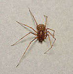 Spitting spider dorsal The spitting spiders belong to the family of six-eyed spiders, Scytodidae which are haplogynae (they lack hardened, sclerotized, female genitalia) and stand out as unique among the spider population, not just for uniquely having the six eyes. Contrary to most spiders, its head-breast part is larger than its abdomen. The chelicerae (fangs), are extremely small but from them venom coated silk is released at incredible speed to coat the prey.<br />
<br />
I believe this is Scytodes thoracica, but will do more research before tagging.<br />
<br />
Female, body length 5 mm<br />
<br />
https://www.jungledragon.com/image/106231/spitting_spider_lateral.html<br />
<br />
https://www.jungledragon.com/image/106230/spitting_spider_anterior.html Araneae,Australia,Geotagged,Haplogynae,Scytodidae,Summer,arachnid,arthropod,fauna,invertebrate,macro,new south wales,spitting spider