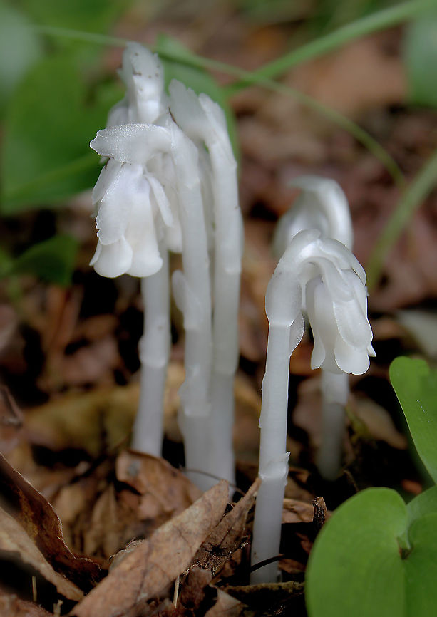 Monotropa uniflora These stems of ghost plant were 20 to 25 mm in height.  Ericaceae,Ericales,Flora,Geotagged,Ghost Plant,Indian Pipe,Monotropa uniflora,Parasitic plant,Summer,United States,macro,pennsylvania