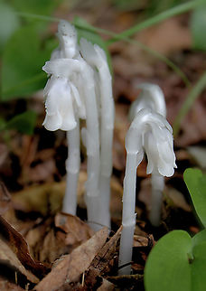 Monotropa uniflora These stems of ghost plant were 20 to 25 mm in height.  Ericaceae,Ericales,Flora,Geotagged,Ghost Plant,Indian Pipe,Monotropa uniflora,Parasitic plant,Summer,United States,macro,pennsylvania